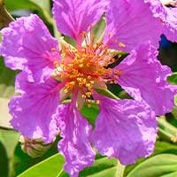 GlycoMute Ingredient1